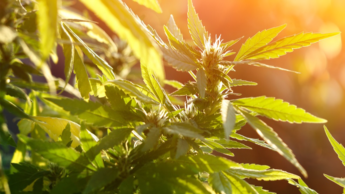 The New Jersey Cannabis Convention  Page