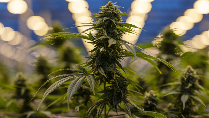 Cannabis_TM_689x388.png