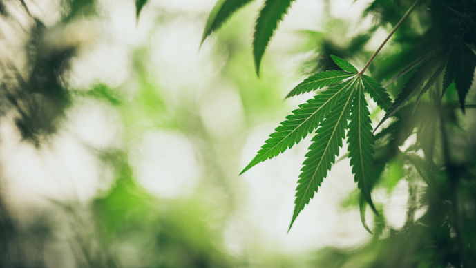 The Year Ahead in Cannabis - Federal Reform, New Markets, Consolidation and More Page