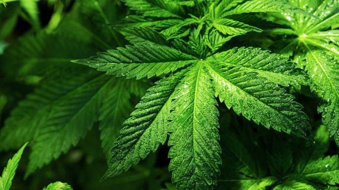 Cannabis Disputes/Restructuring & Regulatory Page