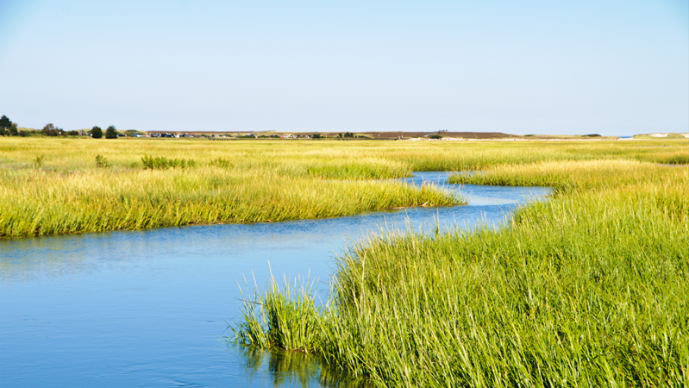 Court Annuls New York’s Wetlands Regulations for Failure to Comply with SEQRA