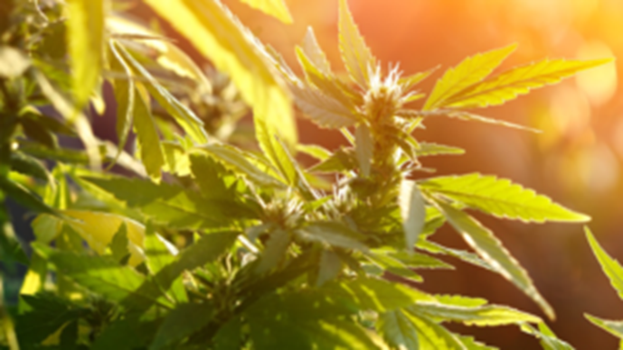 Cannabis lawyers shift focus as market pressures grow Page