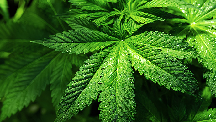 Cannabis & Hemp Page