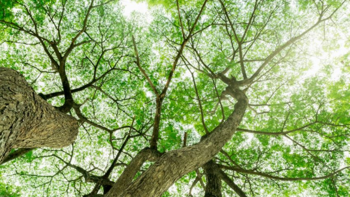 Foley Hoag Commits to Net-Zero Emissions Page