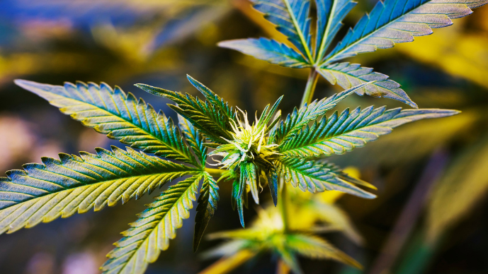 DEA Application Portal for Expedited Registration of Medical Marijuana Dispensaries is Now Open