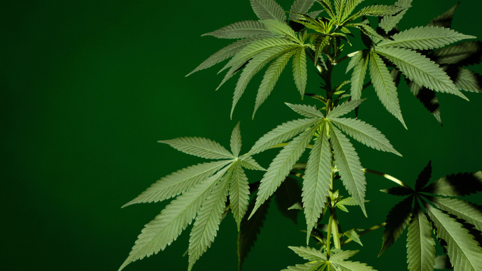 Foley Hoag Advises The Cannabist Company in Sale of Pennsylvania Affiliate   Page
