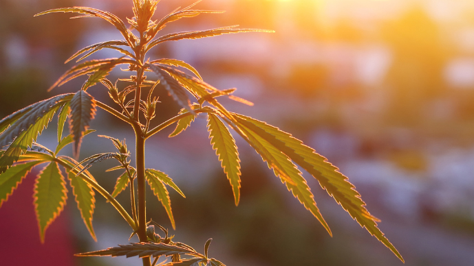 Cannabis Rescheduling Roundtable  Page