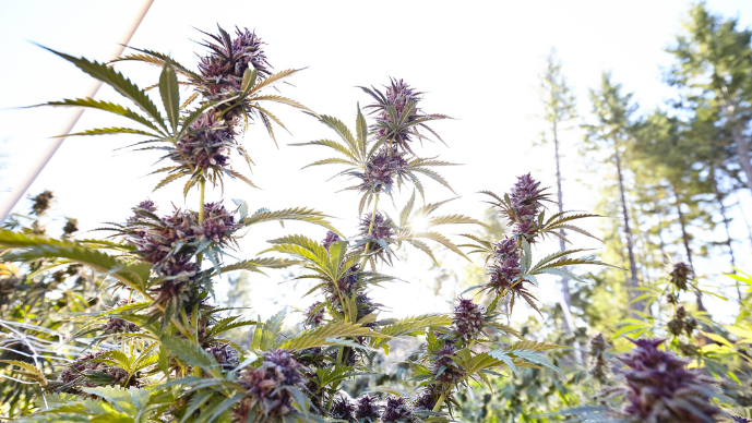 Recent FTC and FDA Warning Letters May Hold Lessons For Cannabis Advertisers