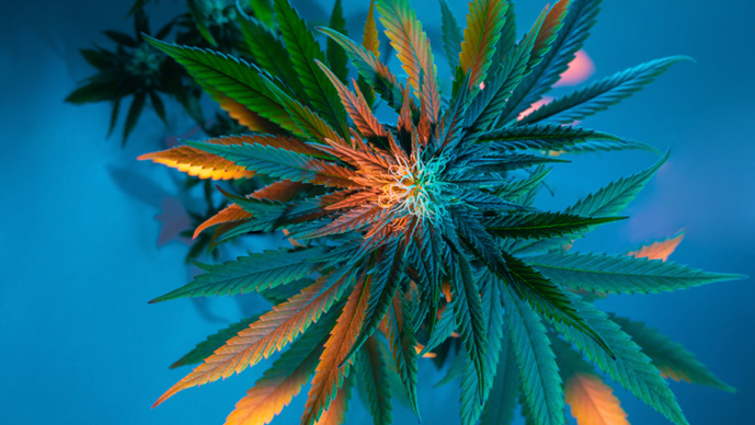 Cannabis Use & Employee Health: Guiding Employers on Chronic Illness and Legal Implications Page