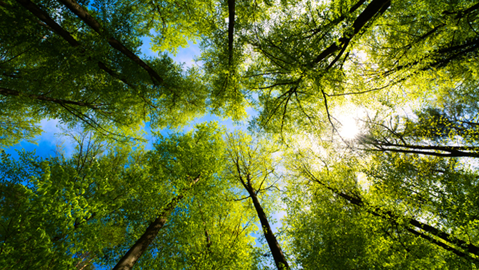 Environmental Litigation Page