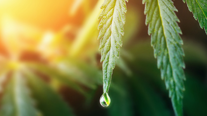 Boston CannabizMD Cannabis Science + Policy Forum: Patient Care, Policy and Emerging Trends Page