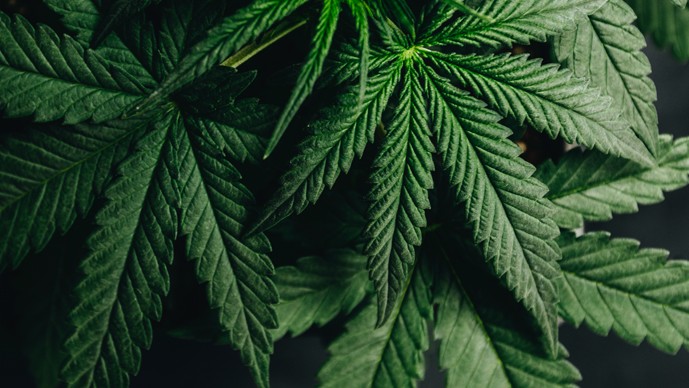 Jesse Alderman Discusses DEA Registration Surge in Medical Cannabis Market Page